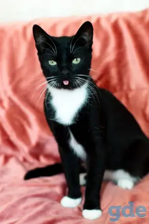 Котик в дар, фотография 3