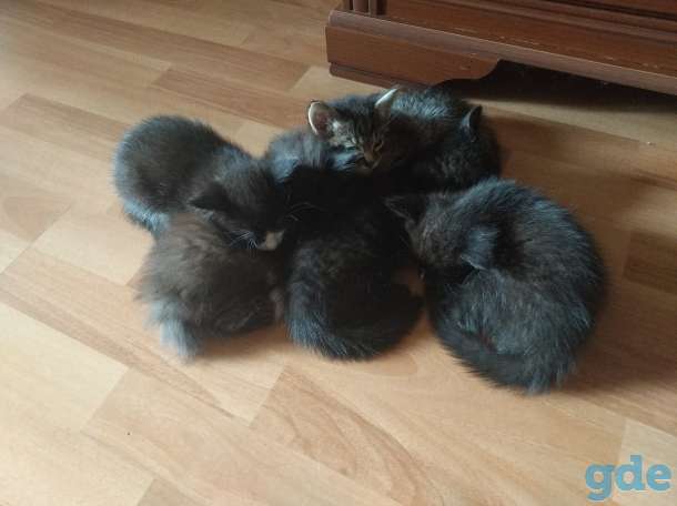 Котенок в дар, фотография 1