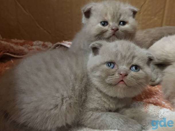 Шотландские котята, фотография 3