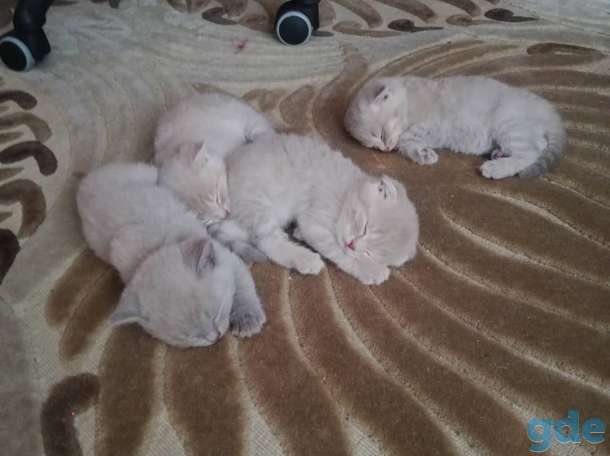 Котята шотландские вислоухие, фотография 3