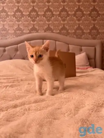 Миленький котенок ищет свой дом, фотография 4