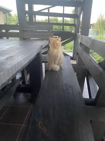 СОС! РЫЖИЙ КОТ ЗАМЕРЗАЕТ И ГОЛОДАЕТ НА ДАЧЕ! В ДАР!, фотография 1