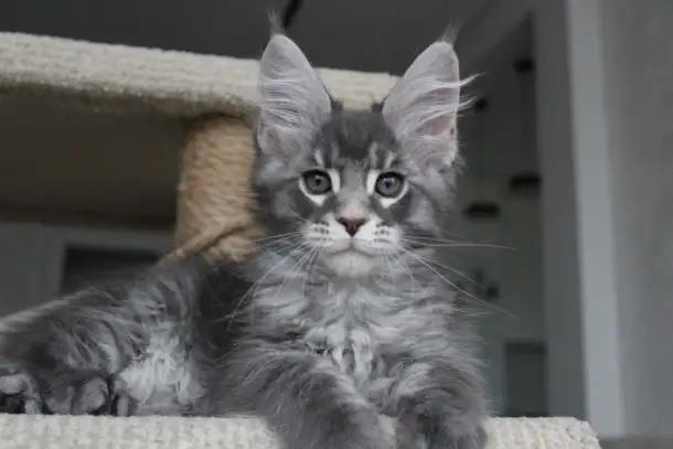Котенок мейн-кун!, фотография 3