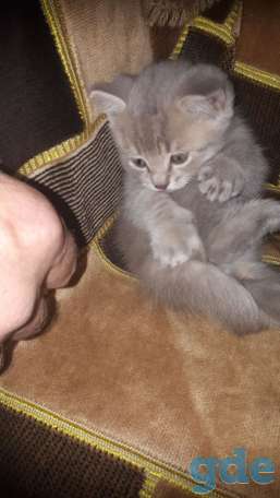 Шотландский котик, фотография 4