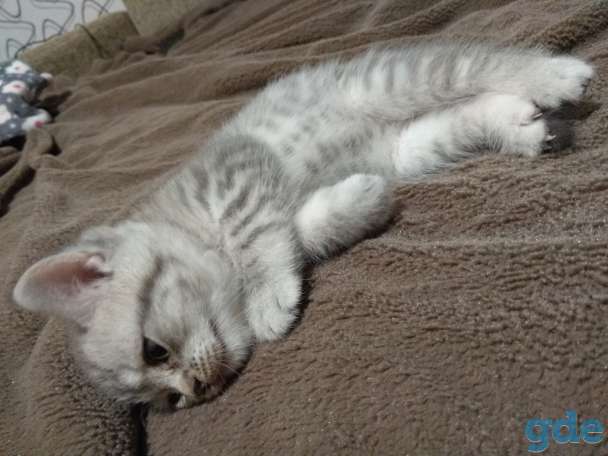 Шотландские котята, фотография 8