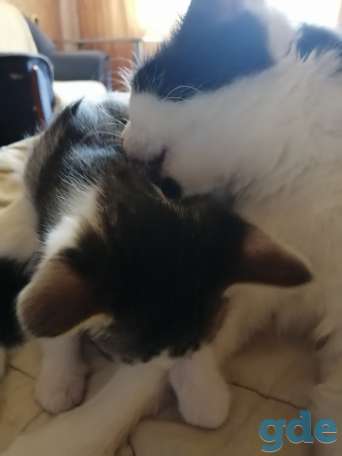 Котёнок в хорошие руки, фотография 4
