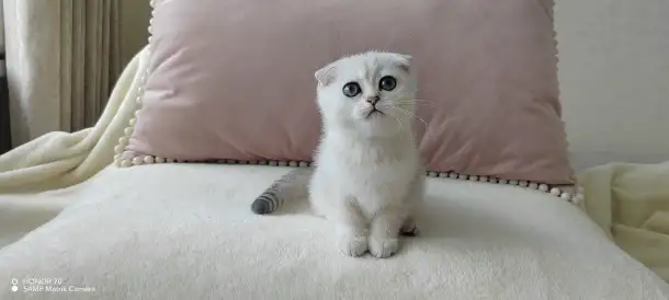 Шотландские котята, фотография 5
