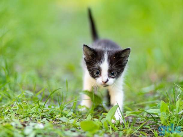 Котята в дар., фотография 1