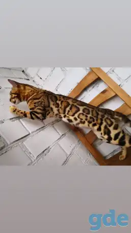 Бенгальские котята разного возраста и окраса, фотография 4