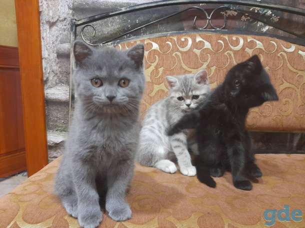 Продажа шотландских котят, фотография 4