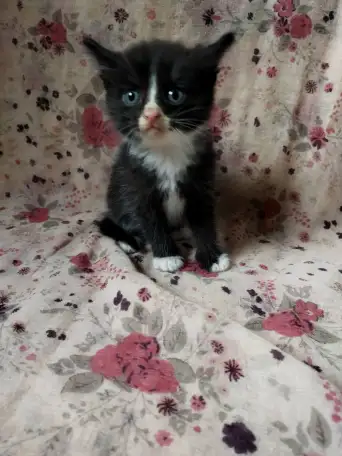 Котята даром, фотография 3