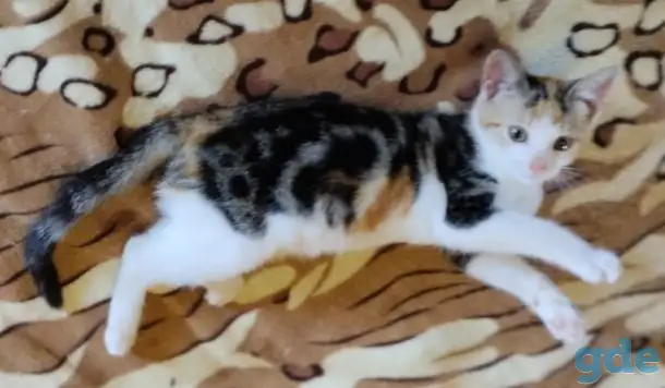Котёнок ищет дом!, фотография 6