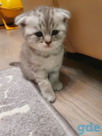 Котята, фотография 12