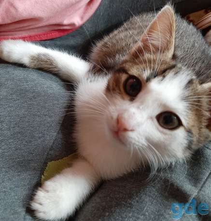 Котята в хорошие руки, фотография 9