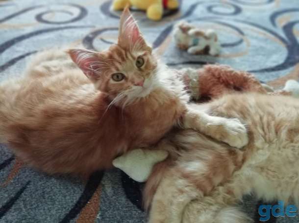 Мейн кун котята, фотография 4