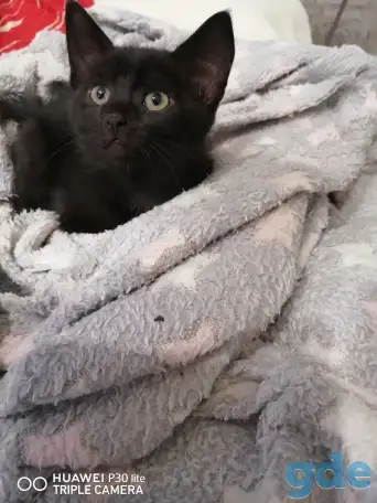 Черные котята в дар, фотография 2