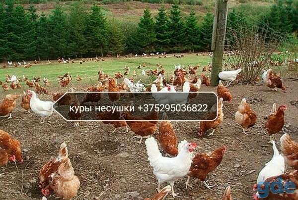 Куры несушки, фотография 1