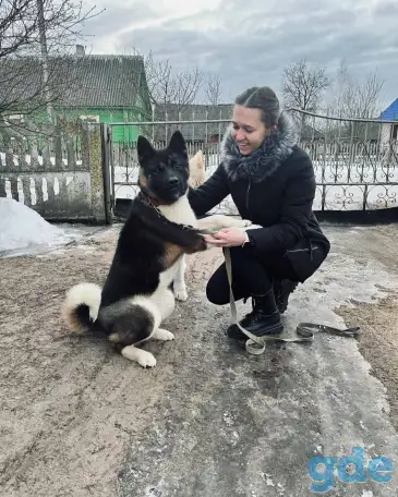 Продажа щенков американской акиты, фотография 4