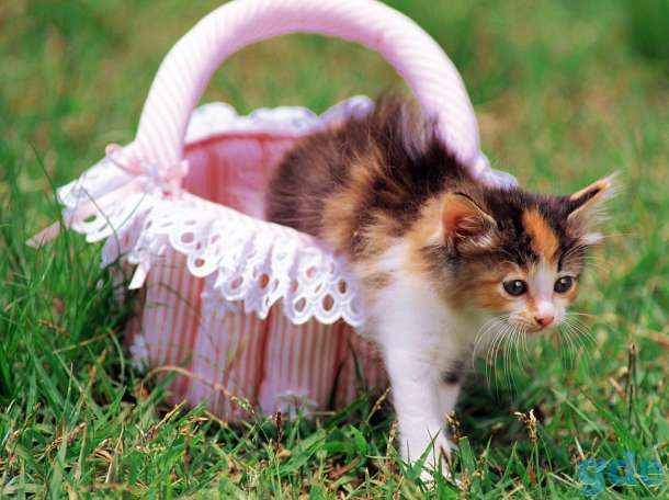 Отдам котят в добрые руки., фотография 3