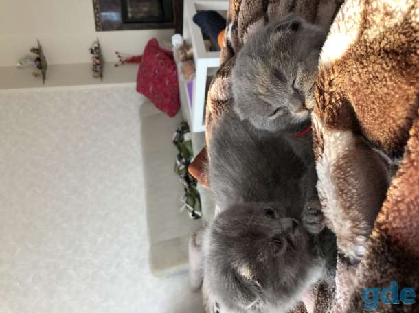 Продам котят, фотография 3