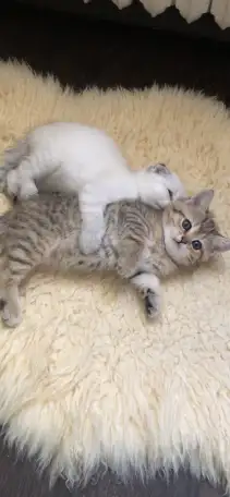 Домашние животные, фотография 4
