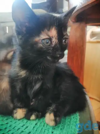 Котенок кошечка 1,5 мес Тигровый окрас, фотография 6