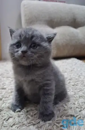 Британские короткошерстные котята, фотография 6