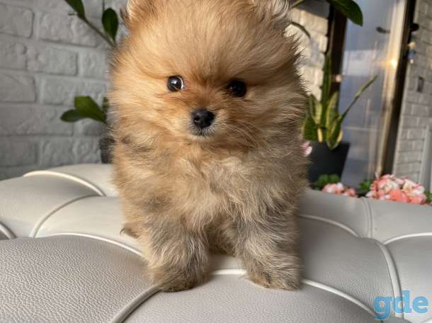 Продам щенка померанского щенка от титулованных родителей., фотография 2