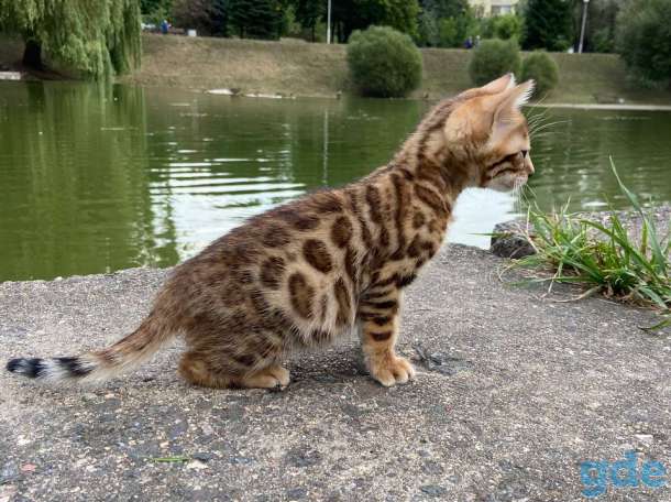 Бенгальские котята, фотография 2