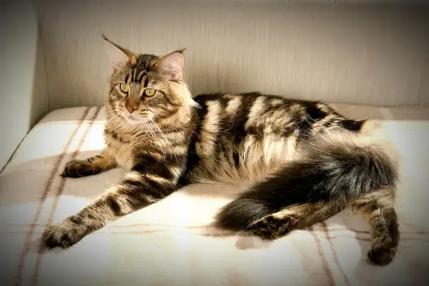 Котята Мейн-кун, фотография 13
