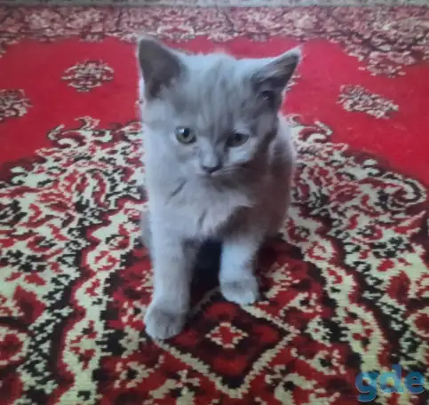Британские кошечки, фотография 3