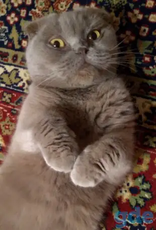 Кошка шотландская вислоухая, фотография 2