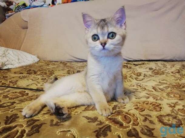 Шотландская скоттиш страйт, фотография 1