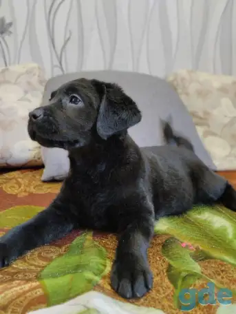Щенки лабрадора из питомника MercuryPuppy, фотография 5