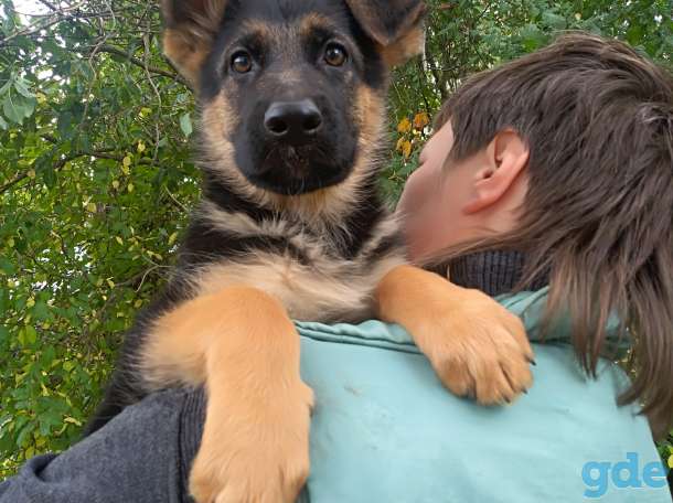 Сабаки, фотография 2