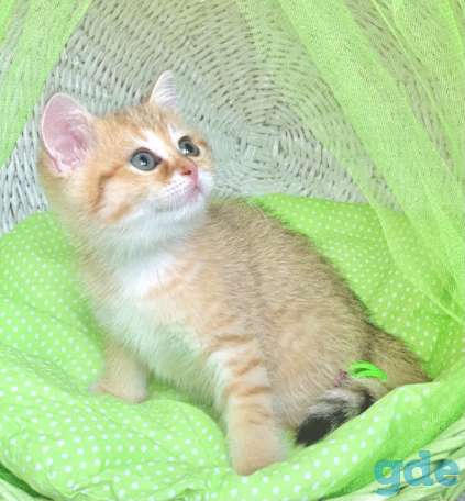 Котята шотландские ЗОЛОТАЯ ШИНШИЛЛА, фотография 4