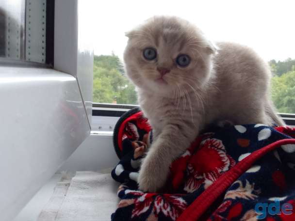 Шотландские котята, фотография 5