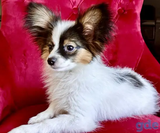 щенок папильона, папийон, фотография 1