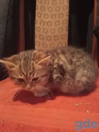 Отдам котенка в хорошие руки, фотография 9