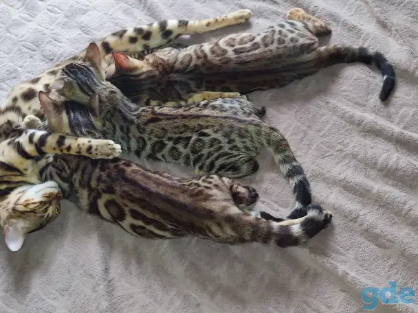 Бенгальские котята, фотография 6