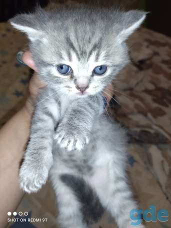 Шотландские котята, фотография 8