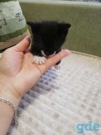 Котята в добрые ручки! Бесплатно, фотография 3