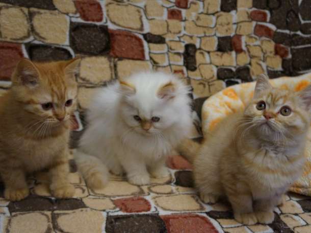 Чистокровные британские котята, фотография 3