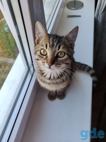 Котенок ищет дом, фотография 2