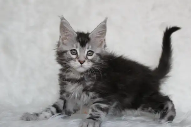Кошечка породы мейн-кун., фотография 4
