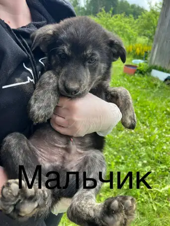 Щенок ищет семью, фотография 6