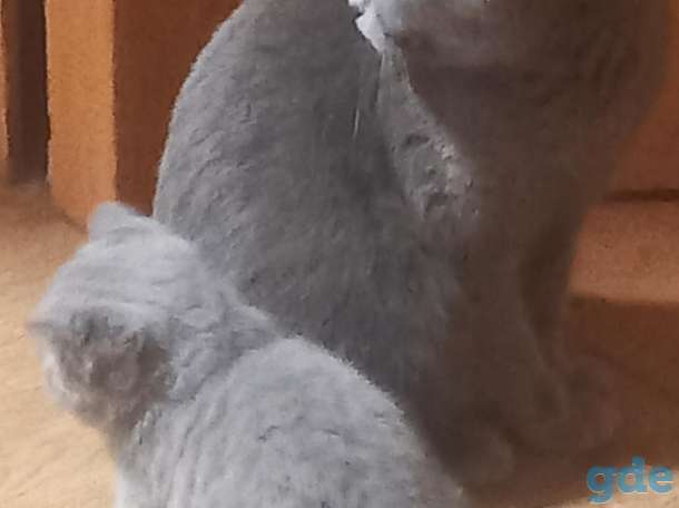 Британский котёнок, фотография 5