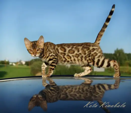 БЕНГАЛЬСКИЕ КЛУБНЫЕ КОТЯТА, фотография 7