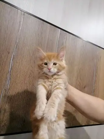 Продам котят породы мей-кун, фотография 5
