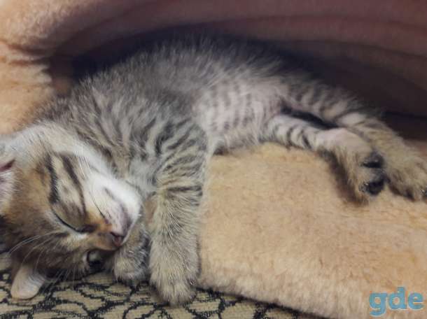 Котенок просит найти ему семью, фотография 3